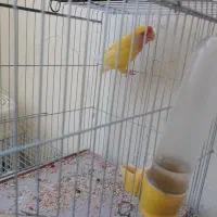 طوطی برزیلی|پرنده|شیراز, تندگویان|دیوار