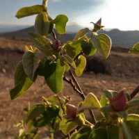 ملک در زمین باغی