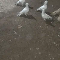 نر ماده