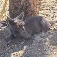یک عدد گربه