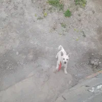 واگذاری توله|سگ|آق قلا, |دیوار