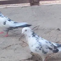 کبوتر سوسکی
