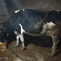 گاو پر شیر باگوساله نر