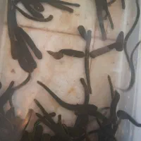 زالوی فوق گیرا و نقطه زن