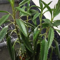 گلهای زیبا|گل و گیاه طبیعی|کرمانشاه, |دیوار