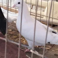 کبوتر پرشی|پرنده|کیش, |دیوار