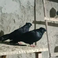 کبوتر