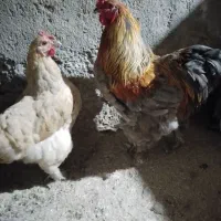 تخم مرغ برهما|حیوانات مزرعه|گرگان, |دیوار