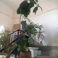 تعدادی گل|گل و گیاه طبیعی|هشتگرد, شهرک گلخانه|دیوار