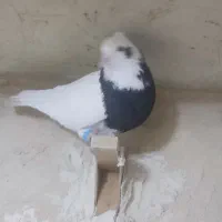 کبوتر پرنده|پرنده|مرودشت, نقش رستم|دیوار