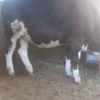 گوساله پروار|حیوانات مزرعه|ایوان, |دیوار