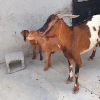 بز دوقلوزا با جفت کهره ماده
