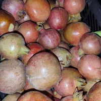 انار|خوردنی و آشامیدنی|داراب, |دیوار