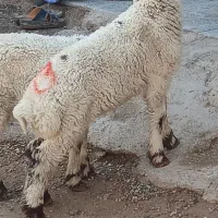 بره گوسفند و بره