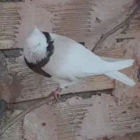 کبوتر طوقی کله دم سبز سرخ|پرنده|برخوار, |دیوار