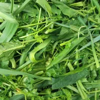 سبزی خورشتی