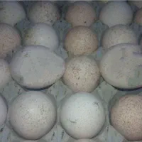 تخم نطفه دار بوقلمون برنز