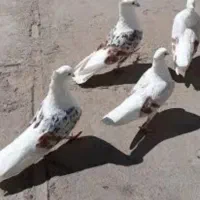 خوشونه اصیل