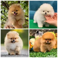 پامر خرسی بی نظیر