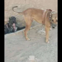 توله چهارده ماهه سروکله دار و درشت و ذات خوب|سگ|کاشمر, |دیوار