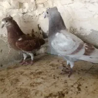 کبوتر پرشی سالار|پرنده|اصفهان, شاهزاده ابراهیم|دیوار