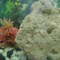 آکواریوم با تمام تجهیزاتش|ماهی|پاکدشت, پاکدشت (مامازند)|دیوار