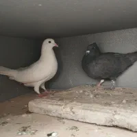 تعدادی کفتر