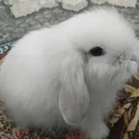 خرگوش لپ اصل