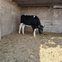 تلیسه گوساله ماده|حیوانات مزرعه|کرمان, |دیوار