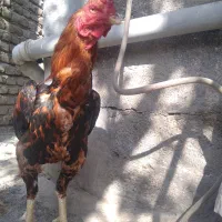 خروس لاری