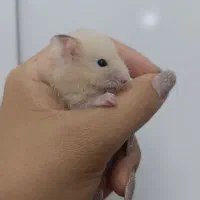 همستر بالغ کیوت