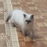 واگذاری هیمالین