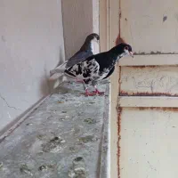 کفتر ماده چپ