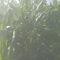 ذرت علوفه