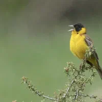 جوجه سهره زرد پر سر سیاه