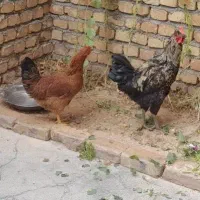 مرغ و خروس جوان و محلی صحنه