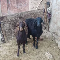 بره قوچ قره قزل درجه یک|حیوانات مزرعه|کوهدشت, |دیوار