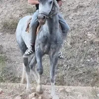 اسب یورقه|اسب و تجهیزات اسبسواری|بسطام, |دیوار