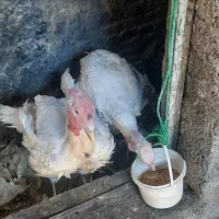 بوقلمون نر