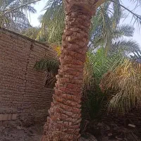 زمین، درخت پاکم