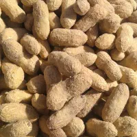 بادام زمینی با پوست(حراج)|عمده‌فروشی|بندر ماهشهر, |دیوار