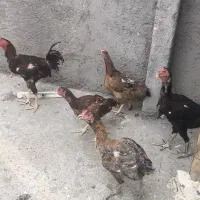 مرغ و خروس
