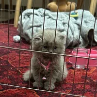 بریتیش لانگ هیر