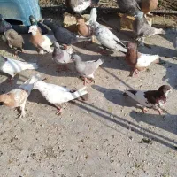 کبوتر|پرنده|شیراز, کفترک|دیوار