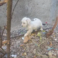 سگ پشمالو و گوش تیز|سگ|تربتحیدریه, بوستان باغ ملی|دیوار