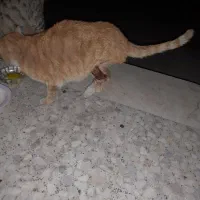 گربه ی بی گناه