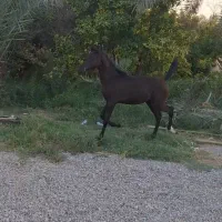 کره بن برهوت