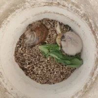 همستر کوچک|موش و خرگوش|یزد, |دیوار