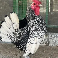 مرغ وخروس