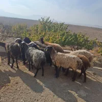 میش آبستن|حیوانات مزرعه|کهک, |دیوار